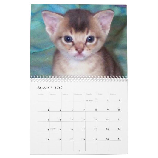 Abyssian Cats Calendar Kalender (Jan 2026)