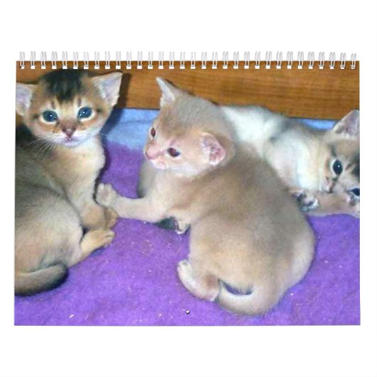 Abyssian Cats Calendar Kalender (Hoes)