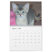 Abyssian Cats Calendar Kalender (Feb 2027)