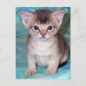 Abyssian Kitten Baby Cat Briefkaarten (Voorkant)