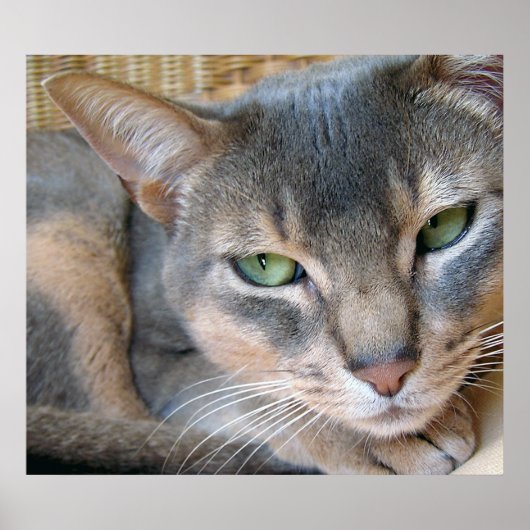 Abyssijnse Kat Grote Blauwe Groene Ogen Poster (Voorkant)