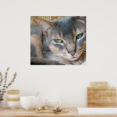 Abyssijnse Kat Grote Blauwe Groene Ogen Poster (Keuken)
