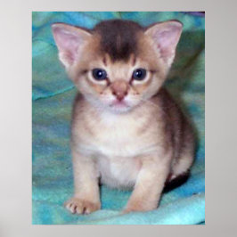 Abyssijnse Kitten - Vier Weken Oud Poster