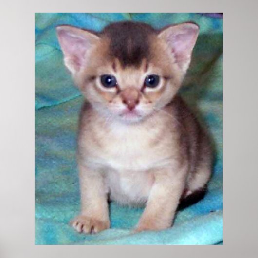 Abyssijnse Kitten - Vier Weken Oud Poster (Voorkant)