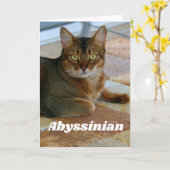 Abyssiniaanse kat kaart (Gele Bloem)