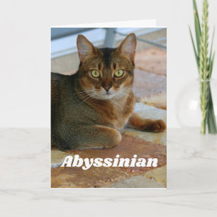 Abyssiniaanse kat kaart