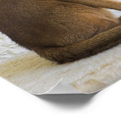 Abyssiniaanse kat poster (Hoek)