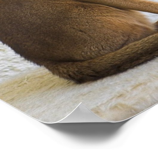 Abyssiniaanse kat poster (Hoek)