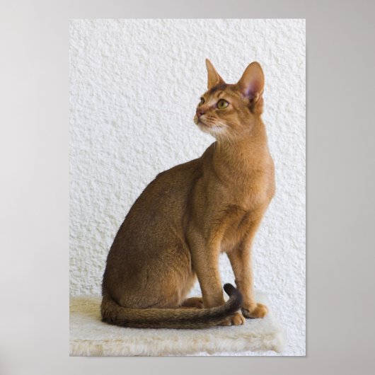 Abyssiniaanse kat poster (Voorkant)