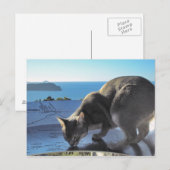 Abyssiniaanse kat top van Mount Paku Nieuw-Zeeland Briefkaart (Voorkant / Achterkant)