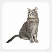 Abyssiniaanse kat vierkante sticker (Voorkant)