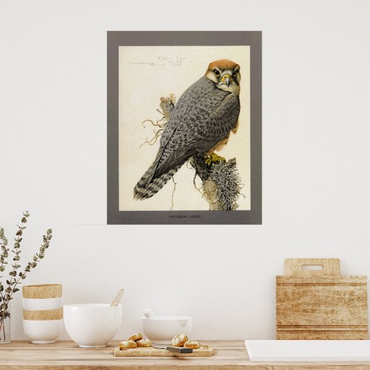 Abyssiniaanse Lanner Poster (Keuken)