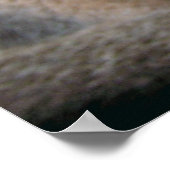 Abyssinian Cat Big Blue Green Eyes Poster (Hoek)