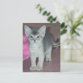 Abyssinian Kitten Zes weken oud Briefkaart (Staand voorkant)