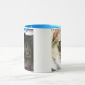 Abyssinianus Blue Male Cat Mok (Midden)