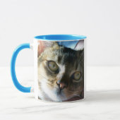 Abyssinianus Blue Male Cat Mok (Links)