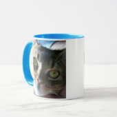 Abyssinianus Blue Male Cat Mok (Voorkant links)