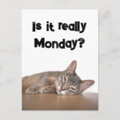 abyssinien bruin grappig kat haat maandag meme briefkaart (Voorkant)