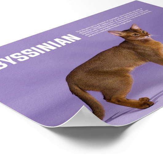 Abyssiniër Cat Breed Poster (Hoek)