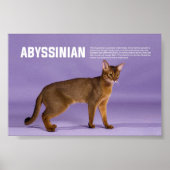 Abyssiniër Cat Breed Poster (Voorkant)