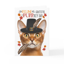 Abyssinische kat katachtige dankbaar voor PURRkey 