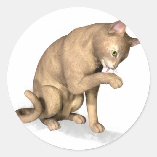 Abyssinische kat likt zijn poot ronde sticker (Voorkant)