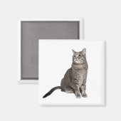 Abyssinische kat vierkante magneet (Voorkant / Achterkant)