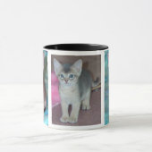 Abyssinius Cat Kittens Mok (Midden)