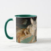 Abyssische katten mok (Links)