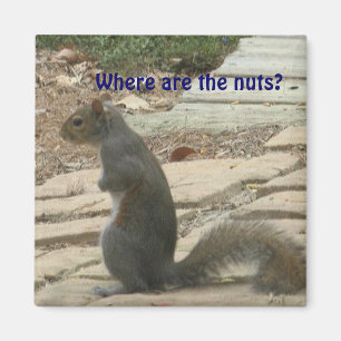 AC-Funny Squirrel Op zoek naar Nuts Magnet