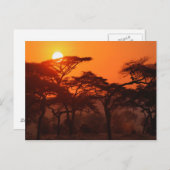 Acacia bos gesilhoueteerd bij zonsondergang, Taran Briefkaart (Voorkant / Achterkant)