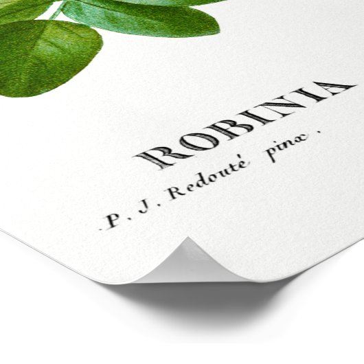  Acacia-illustratie Poster (Hoek)