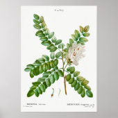  Acacia-illustratie Poster (Voorkant)
