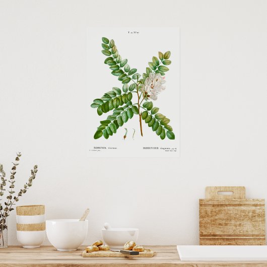  Acacia-illustratie Poster (Keuken)