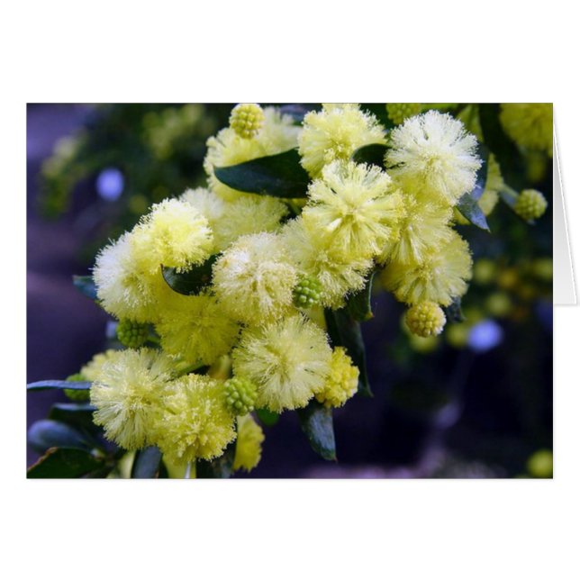 Acacia-kaart - Mimosa (Voorkant Horizontaal)