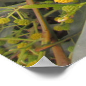 Acacia Poster (Hoek)