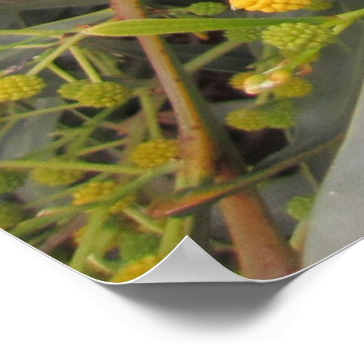 Acacia Poster (Hoek)