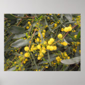 Acacia Poster (Voorkant)