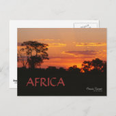 Acacia Sunset Africa Briefkaart (Voorkant / Achterkant)