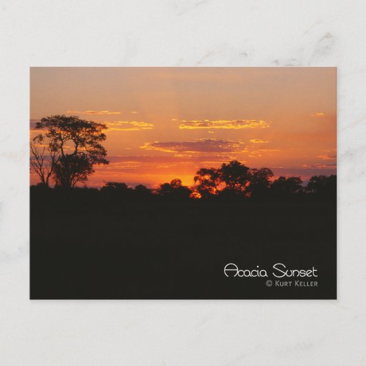 Acacia Sunset Briefkaart (Voorkant)