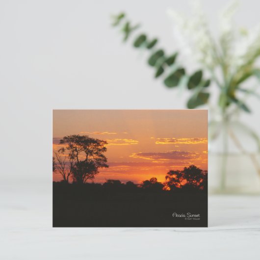 Acacia Sunset Briefkaart (Staand voorkant)