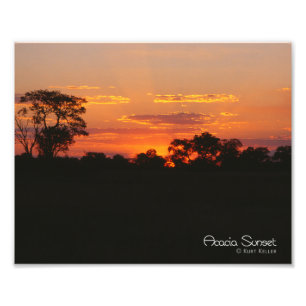 Acacia Sunset Foto Afdruk