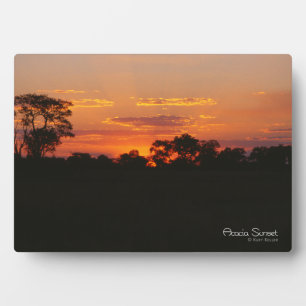 Acacia Sunset Fotoplaat