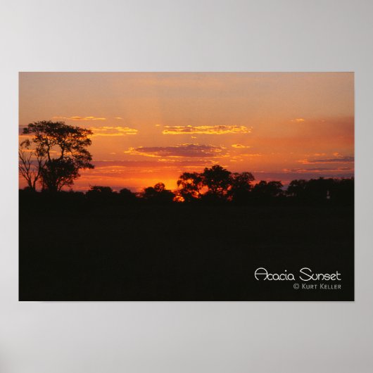 Acacia Sunset Poster (Voorkant)
