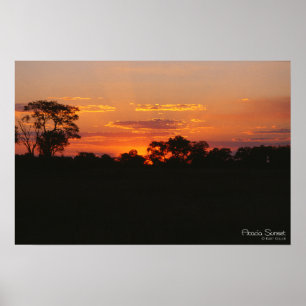 Acacia Sunset Print