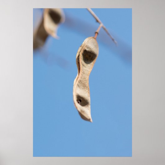 Acacia-zaden Poster (Voorkant)