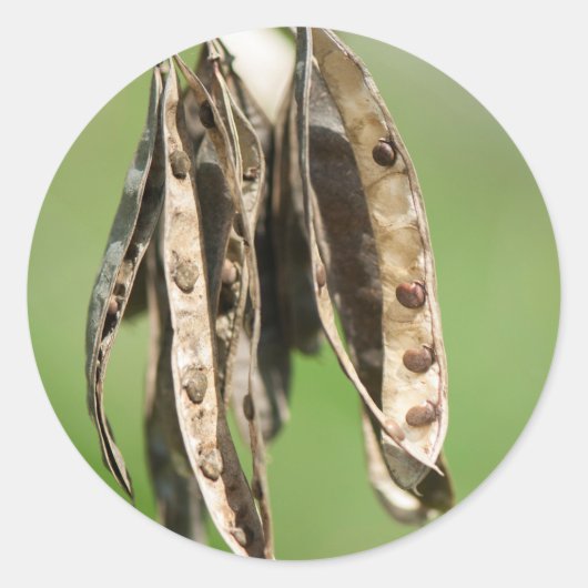Acacia-zaden Ronde Sticker (Voorkant)