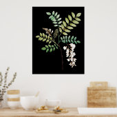 Acacia, zwarte locus, botanische wanddruk poster (Keuken)