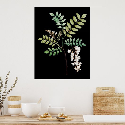 Acacia, zwarte locus, botanische wanddruk poster (Keuken)