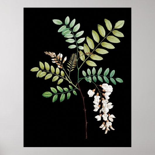 Acacia, zwarte locus, botanische wanddruk poster (Voorkant)